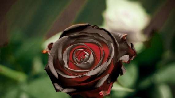 Una rosa nera
