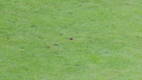 Il Livorno mette in difficoltà il forte Verona, 0 a 0