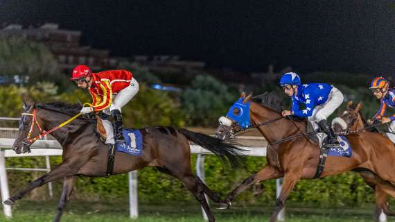 Cavalli in gruppo