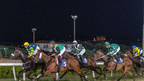 Cavalli in gruppo