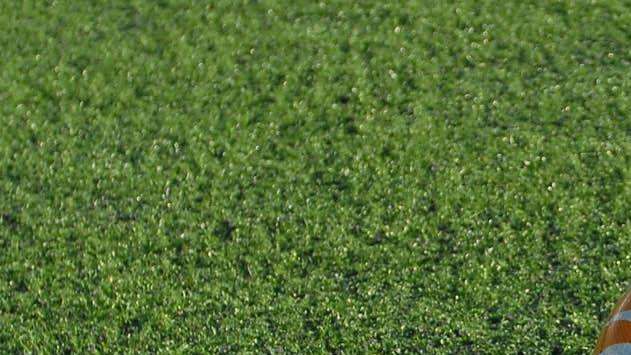 Memorial Vitulano, a Stagno e allo stadio Picchi la quinta edizione