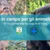 'Insieme in campo per gli animali': al via la partnership tra Lega B ed Enpa