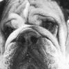 F1 | Addio a Roscoe, è morto tra le braccia di Lewis Hamilton: il messaggio