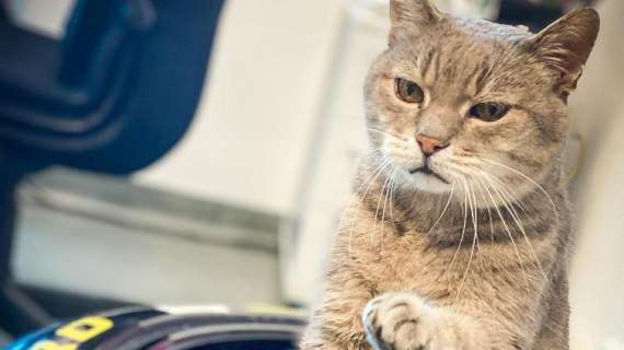 F1 | Formulino nel cuore: una statua all'Autodromo di Imola per il gatto-mascotte