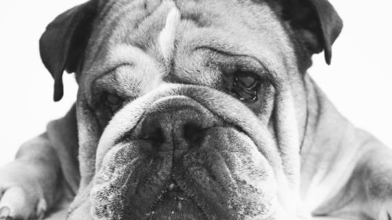 F1 | Addio a Roscoe, è morto tra le braccia di Lewis Hamilton: il messaggio