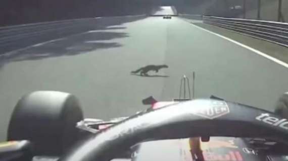 Formula 1 | Verstappen e lo scoiattolo: a Monza col fondo danneggiato