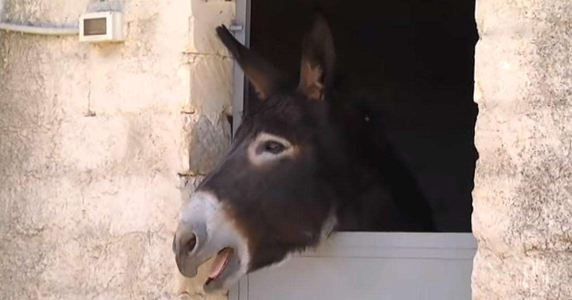 F1 / Haas, Grosjean: "VF-19? Non si fa un cavallo da corsa con un asino"