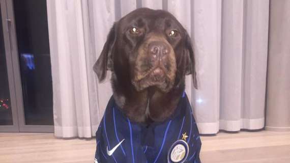 FOTO - Poldi e un tifoso... a quattro zampe: "Dogolsky pronto per l'ultima partita stagionale dell'Inter"