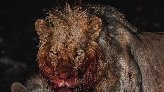 Ibrahimovic pulp sui social dopo il 2-1 nel derby: "Fame", e pubblica la foto di un leone dal volto insanguinato