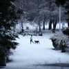 MALTEMPO, Liverpool-United si gioca nonostante la neve