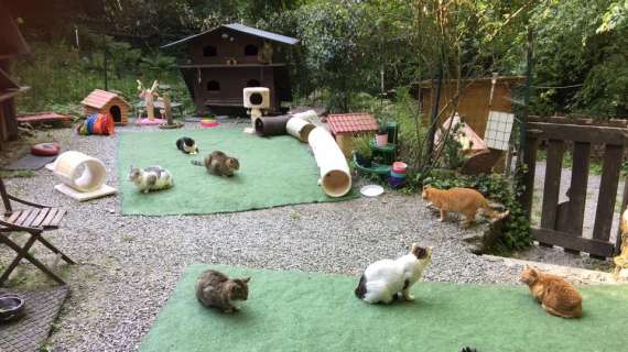 Storie di genoanità all' "Oasi dei mici felici"