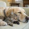 Roma | Sei amante di cane e gatti e abiti nella Capitale? Notizia pazzesca!