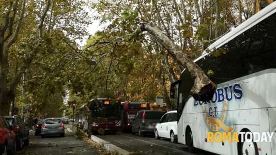 Meteo Roma: alberi caduti e vento forte, la situazione