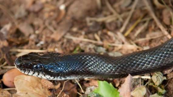 Roma | Paura in un'abitazione: vipera incastrata nella rete del giardino