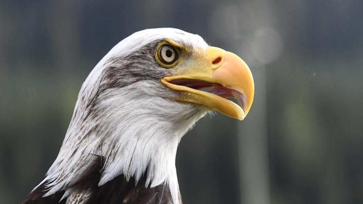 Lazio, la nuova aquila è Olympia? Il rumor e la conferma