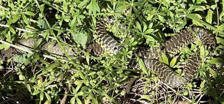 Roma, dopo i cinghiali arrivano i serpenti: ritrovato un biacco nel cortile di una scuola 