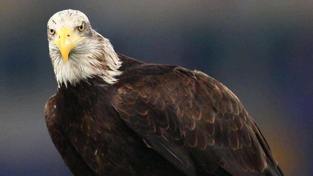 L'attesa è finita: l'Aquila si chiama Olimpia!