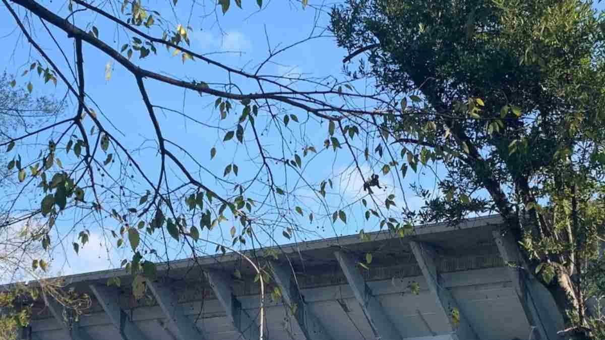 Flaminio, Onorato fa il punto: atteso incontro con Lotito