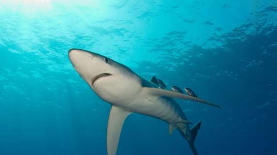 Cronaca | Egitto, attacco di uno squalo a Marsa Alam: le vittime sono due italiani