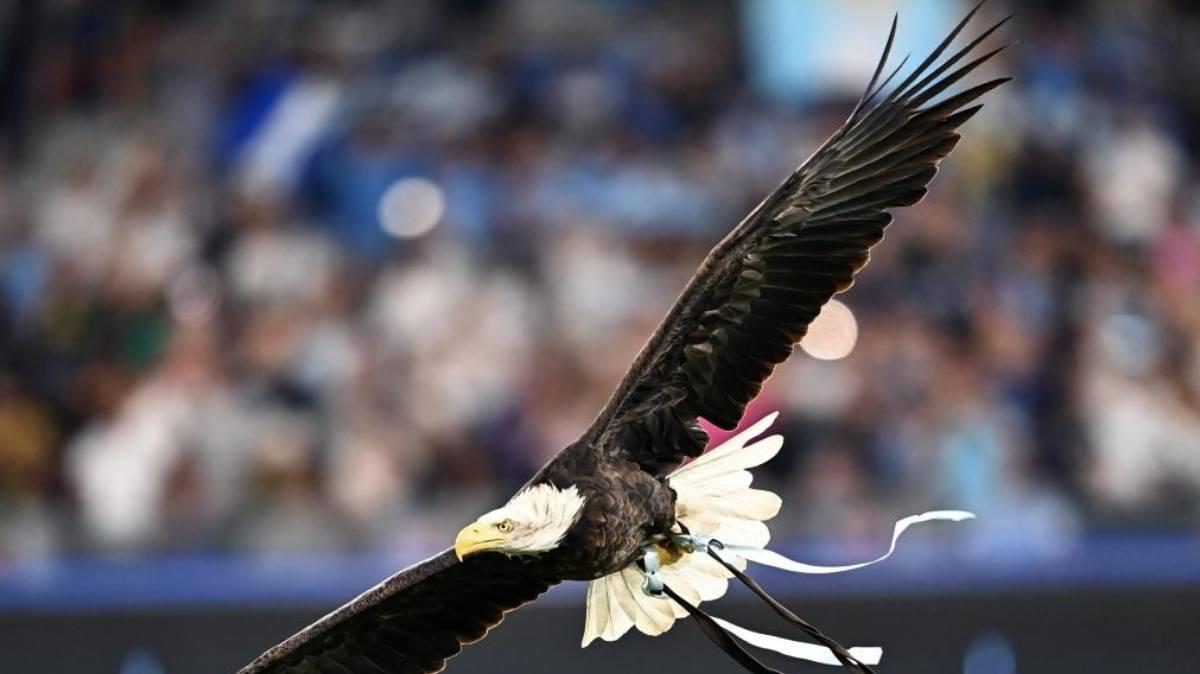 Lazio, al via il contest per l'aquila: i nomi in corsa