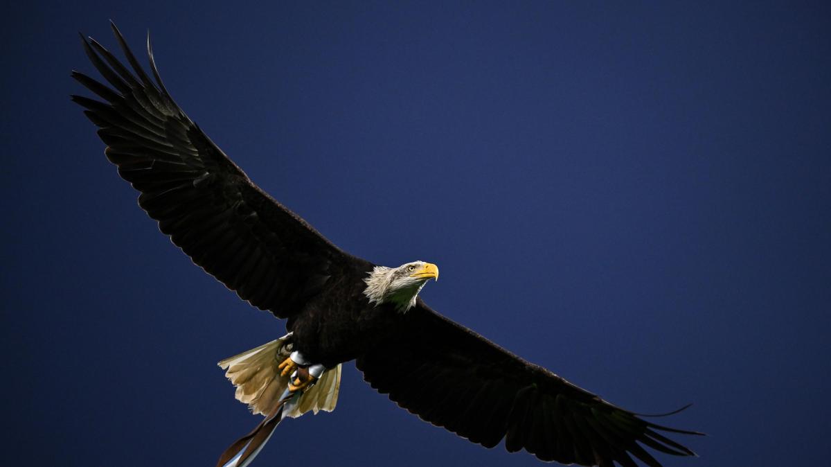 Lazio, Montalbetti (Dik Dik) racconta: "Ho conosciuto Battisti e fin da subito..."
