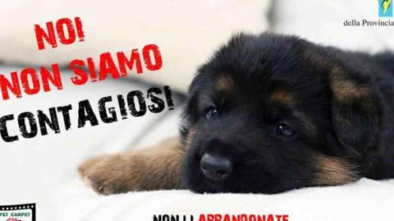 Coronavirus, Borrelli: "Non abbandonate i cani, non trasmettono contagio"