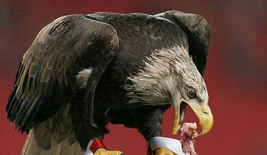 Olympia imbattuta, Victoria in crisi
con il Benfica è rottura