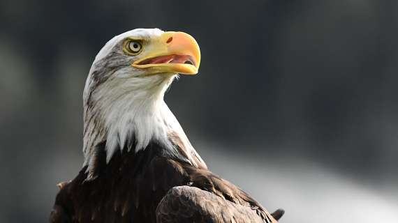Vitesse, il falconiere dice addio: "Non c'è più spazio per me e l'aquila"