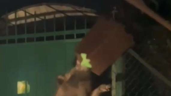 Roma, donna aggredita da un branco di cinghiali: la denuncia