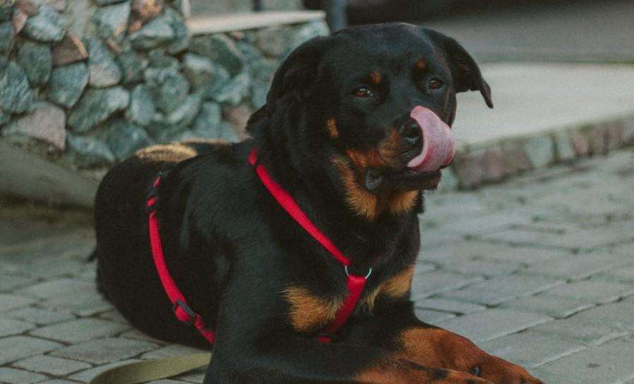 Roma | Tragico incidente al centro: cane cade dal terrazzo e centra una donna