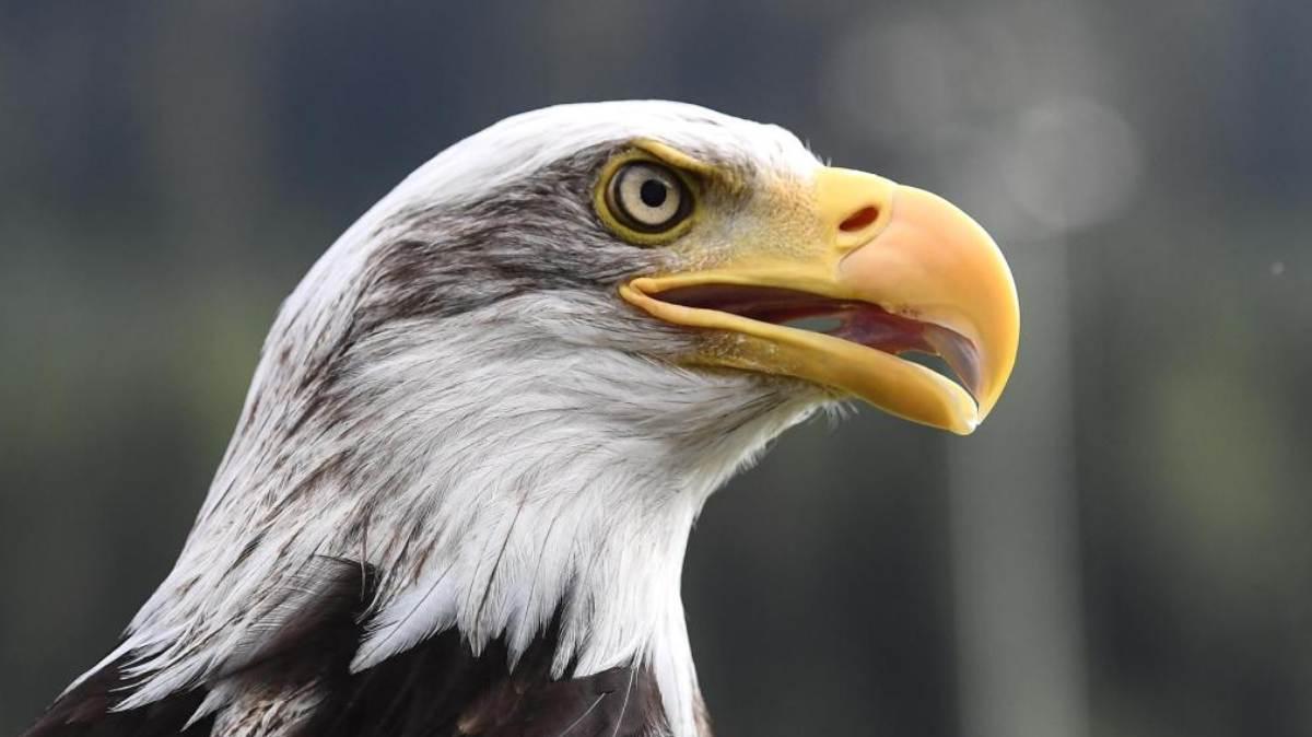 Lazio, come si chiama la nuova aquila? Ecco il concorso - VIDEO