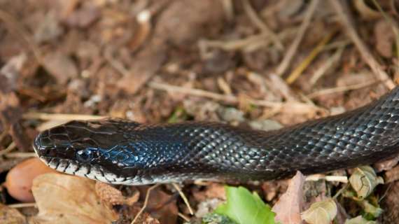 Roma | Caos in un asilo a Portuense: serpente entra e morde una bidella