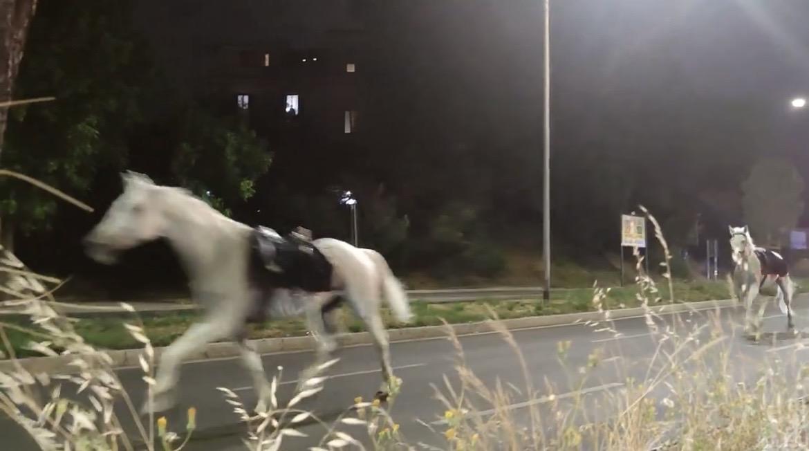 NEWS | Roma, cavalli scappano sulla Colombo: cos'è successo