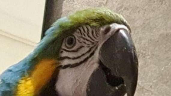 Un pappagallo invade il campo del Brasile: il suo nome è Pelè