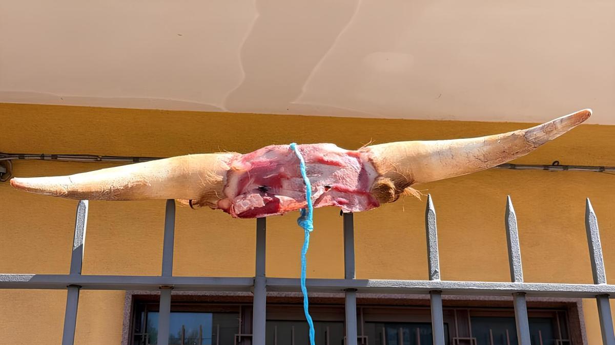 Acireale, scalpo di bovino appeso con un cappio davanti all'abitazione del presidente Di Mauro