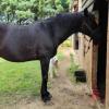 L'appello di Horse Angels! "Aiutiamo Razzu, il cavallo ricoverato dopo esser rimasto ferito in un incidente stradale a Perugia"