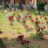 Al cimitero di Città della Pieve rose rosse sulle tombe delle bambine: gesto anonimo assai apprezzato