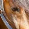 Gioisce "Horse Angels"! Niente più gare negli ippodromi per chi è coinvolto nell'inchiesta di Perugia su macellazione abusiva di cavalli 