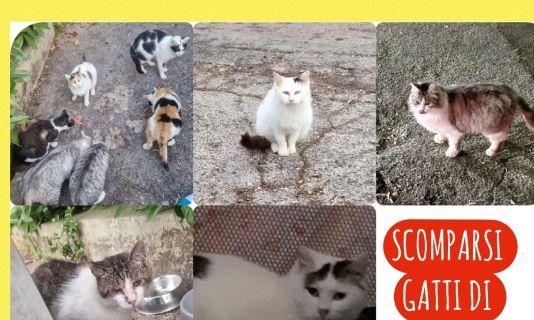 Mistero su alcuni gatti scomparsi da una colonia di Perugia: che fine hanno fatto?