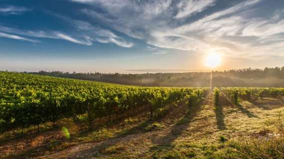 "Il vino è legato alla cultura ed allo stile di vita dell'Umbria regione e di tutti i terrotori"