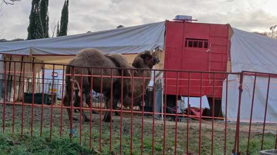 Tante le proteste, ma... "Non è stato il Comune di Corciano ad autorizzare il circo a San Mariano!"