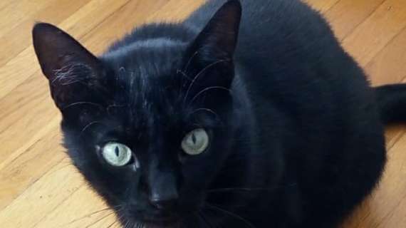 Lo sapevate che oggi è la Giornata Internazionale del Gatto? Che sia per tutti loro un giorno di grande festa!