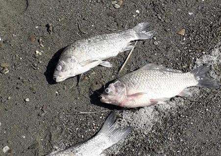 Pesci morti sulle rive del Lago Trasimeno? Ecco la spiegazione (senza una soluzione)