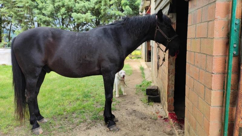 L'appello di Horse Angels! "Aiutiamo Razzu, il cavallo ricoverato dopo esser rimasto ferito in un incidente stradale a Perugia"