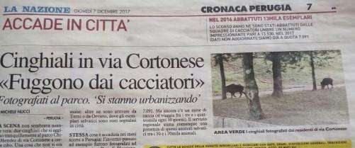 Hanno suscitato interesse la notizia e la foto sui cinghiali al parco Chico Mendez a Perugia...