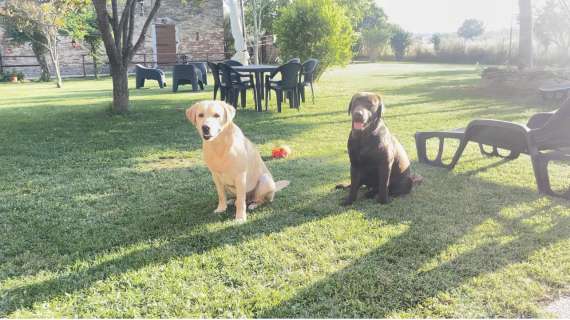 Coppia di cani fa scappare i ladri per poi sparire nel nulla: l'appello di Alessia!