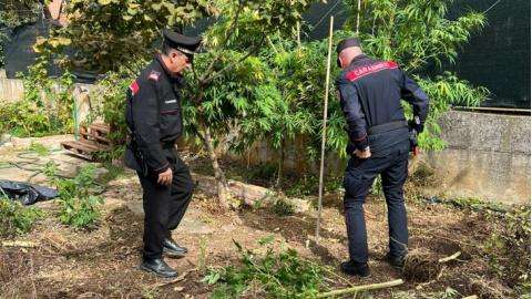 Scoperta a Santa Sabina una coltivazione di piante di marijuana con laboratorio in un garage