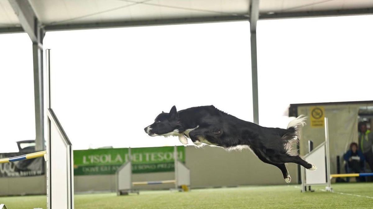 A Mantignana in 540 al campionato di cinofilia sportiva: la prova varrà come selezione per il mondiale 2027