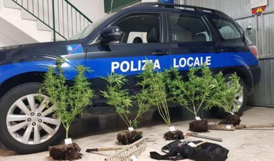 Coltivazione di cannabis a San Mariano: arrestato residente che stava scappando