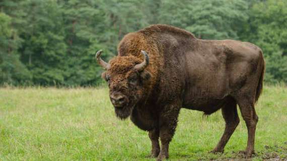 Proteste e disgusto verso la Rai per l'eccessiva attenzione riservata all'allevamento di bisonti al Trasimeno